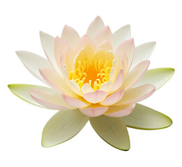 Pink Lotus flower Isolated On White Background.