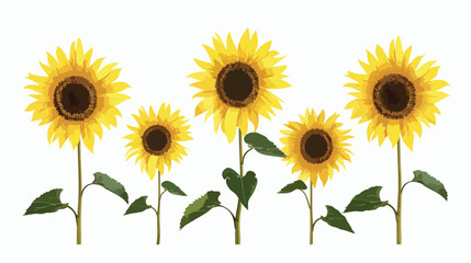 Sunflowers Flat vector isolated on white background 