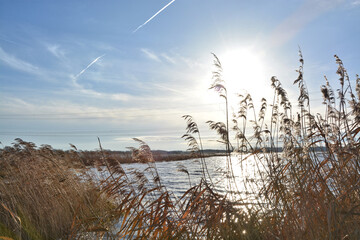 Schilf im Sonnenlicht