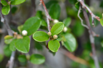 Bearberry cotoneaster Major branch with flower buds