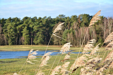 Landschaft mit Schilf