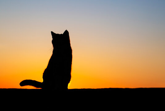 Cat silhouette at sunset. A photo taken in the village of Molyvos on the island of Lesbos.