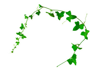 Green ivy branch leaf isolated on transparent or white background. Natural ivy plant bush, Cutout,...
