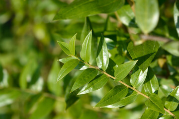 English redoul leaves