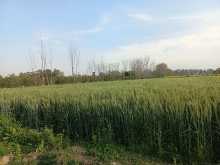 Wheat Crops