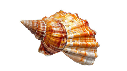 Warm Orange Seashell on Transparent Background PNG