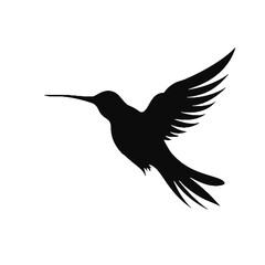 hummingbird illustration