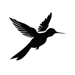 hummingbird illustration