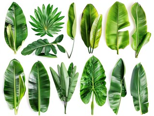 A collection of green leaves, including banana leaves, palm leaves, and fern leaves. The leaves are all different shapes and sizes, but they all share a common color and texture - obrazy, fototapety, plakaty