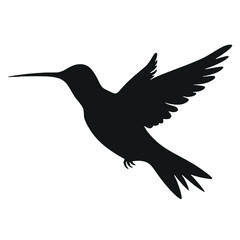 hummingbird illustration