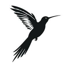 hummingbird illustration