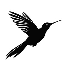 hummingbird illustration