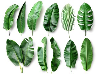 A collection of green leaves, including palm leaves, are shown in various sizes and orientations. Concept of nature and the beauty of plants, with the leaves appearing to be fresh and vibrant - obrazy, fototapety, plakaty