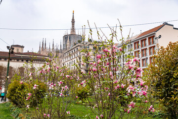 Blossming trees in the spring time in Milan, Italy - 767695127