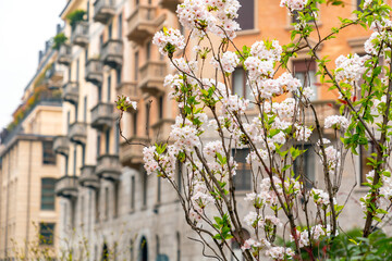 Blossming trees in the spring time in Milan, Italy - 767695774