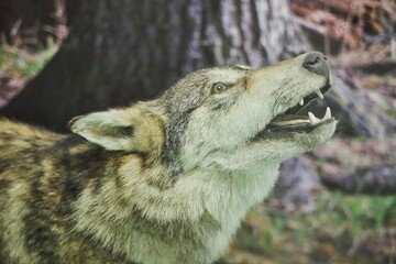 The muzzle of a wild Caucasian wolf living in the Caucasian biosphere reserve.