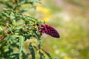 Purple crowwort - Lysimachia atropurpurea - is a species from the Primulaceae family.