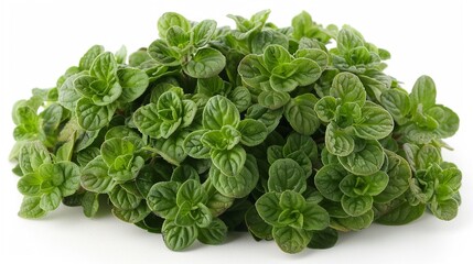Oregano sprouts, small and potent, a burst of flavor against the simplicity of white - obrazy, fototapety, plakaty