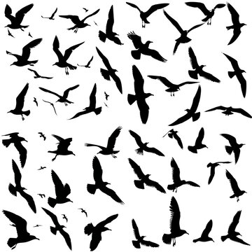 Seagull Flight Silhouette Set: White Background