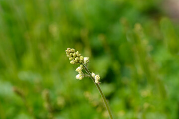 Coral Bells Apple Crisp flower buds