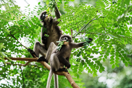Trachypithecus obscurus monkey or lemurs, langur, ape, endangered animals sitting on tree branch. It is hungry and eats leaves as food in forest. Kaeng Krachan National Park, Phetchaburi, Thailand.