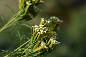 Southern Cone Marigold flowers