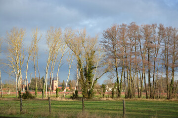 Fototapeta na wymiar Baumreihe mit Dorf
