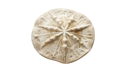 Cream-colored Sand Dollar on Transparent Background PNG
