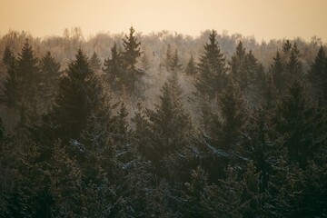 Fir trees in misty forest in twilight woods background. High-angle view landscape