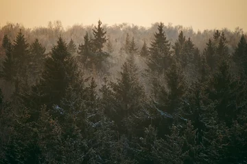 Foto auf Leinwand Fir trees in misty forest in twilight woods background. High-angle view landscape © evgenydrablenkov