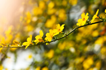 yellow flowers in spring