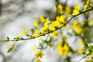 yellow flowers in spring
