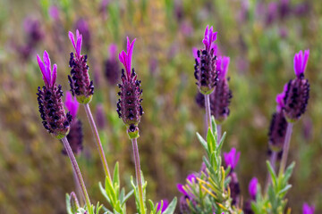 Wild flower, scientific name; Lavandula stoechas