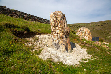 A fossilized tree trunk from the UNESCO Geopark 