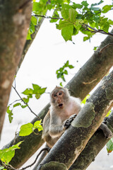 Pozująca mała małpka małpa © DawidFastMan