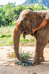 Słoń jedzący liście