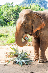 Słoń jedzący liście - obrazy, fototapety, plakaty