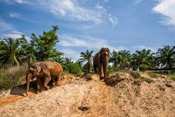 Słonie schodzące z góry
