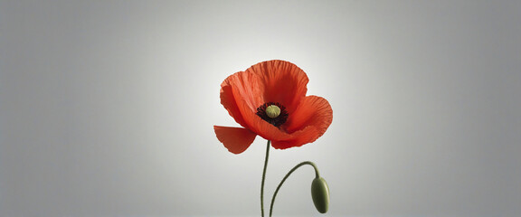 Banner with Red poppy as a symbol of memory for the fallen in the war colorful background - obrazy, fototapety, plakaty