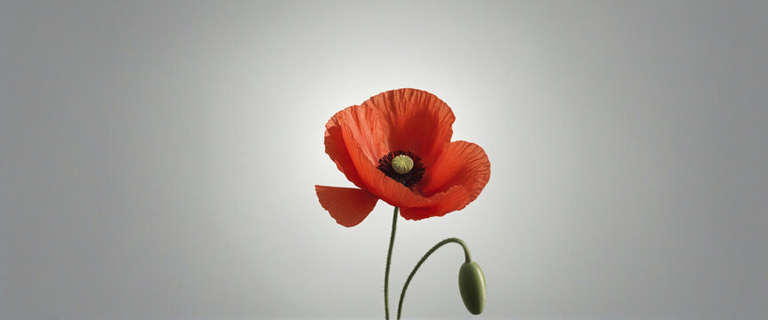 Banner with Red poppy as a symbol of memory for the fallen in the war colorful background