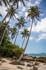 Rajska plaża z palmami - obrazy, fototapety, plakaty