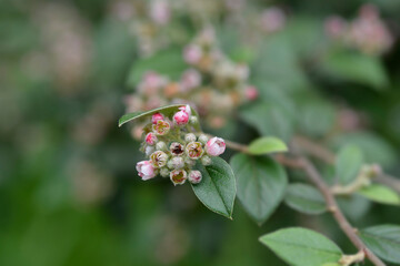 Fototapeta premium Black-berried cotoneaster branch with flowers