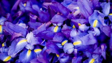Raamstickers purple crocus flowers © Master