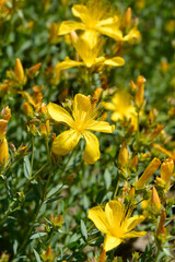 Mount Olympus St Johns-wort flowers