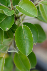 Fototapeta na wymiar Pear tree Cure leaves