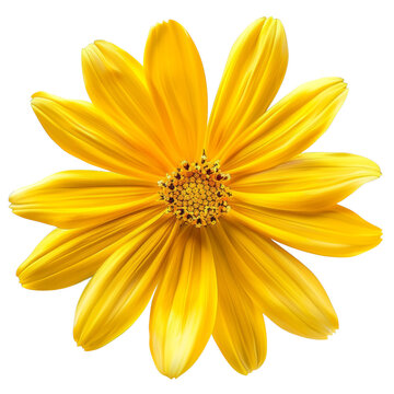 beautiful yellow daisy flower on isolated transparent background