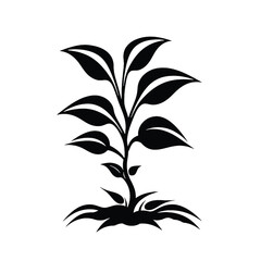 Plant Silhouette 