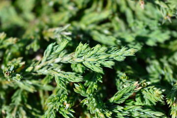 Creeping juniper Pancake branch