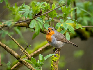 Rotkehlchen (Erithacus rubecula)