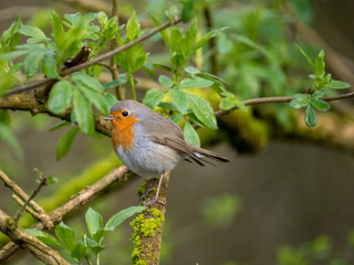 Rotkehlchen (Erithacus rubecula)